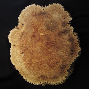 Wood Slabs sample image